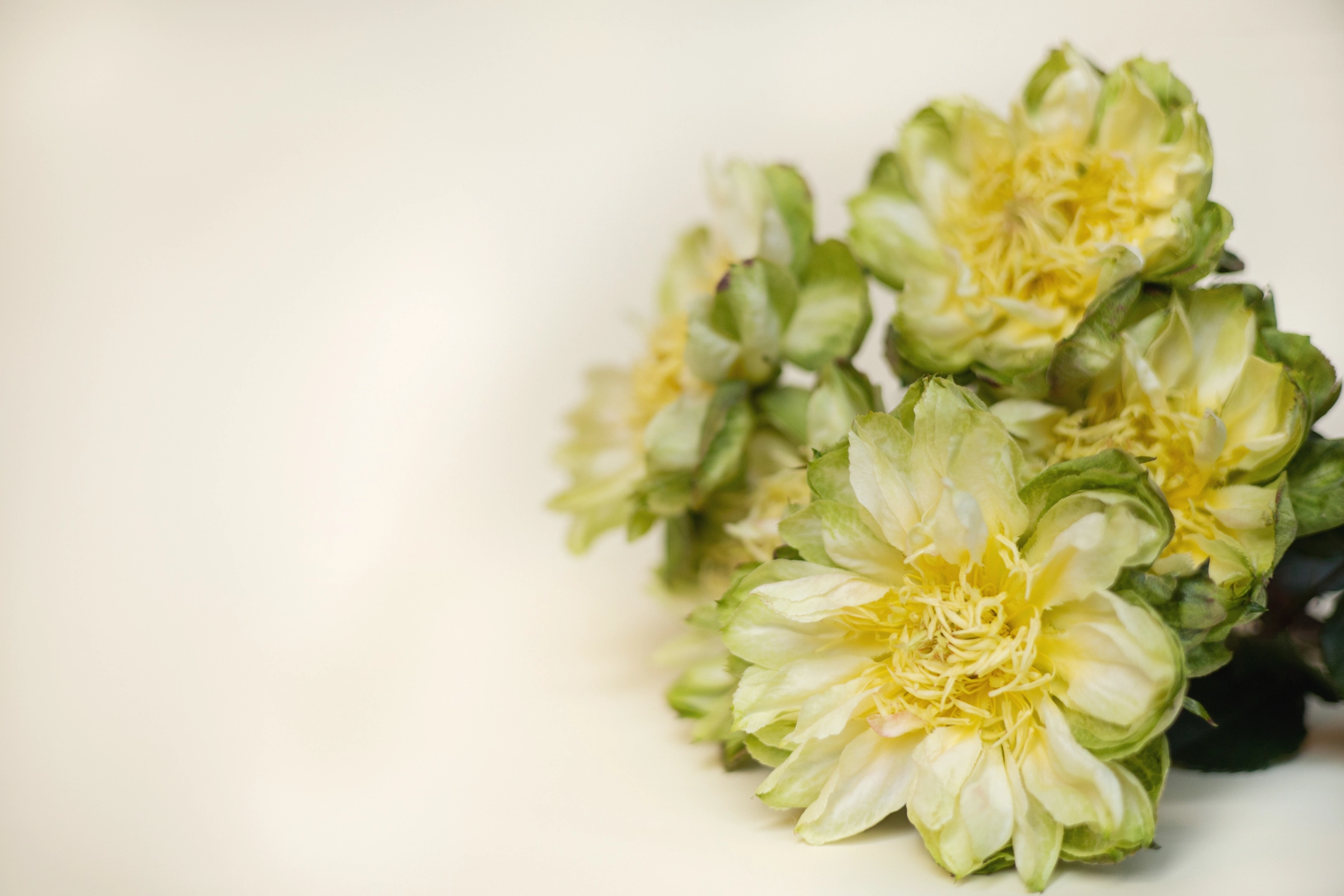 Баннер Моно букеты