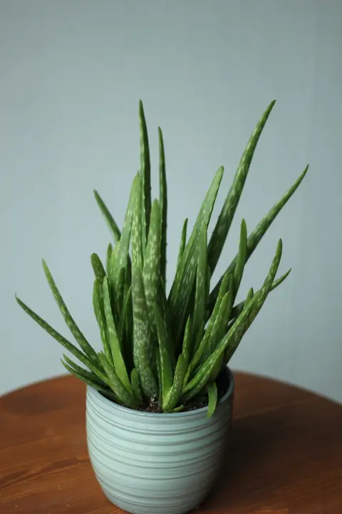 Алоэ Вера / Aloe vera