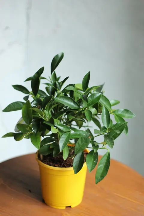 Цитрус лаймкват / Citrus floridana