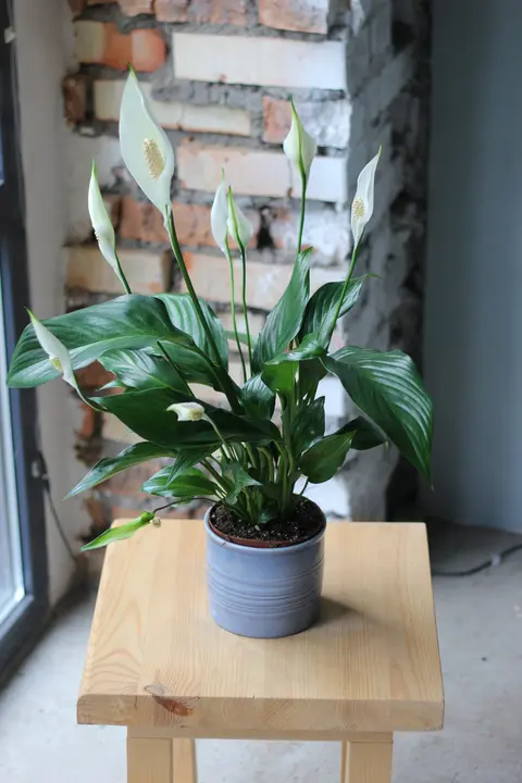 Спатифиллум / Spathiphyllum #546