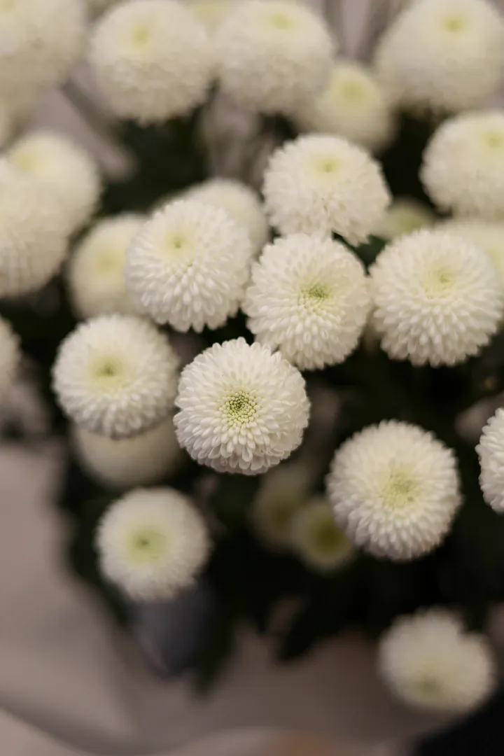 Монобукет из хризантемы Ньютон