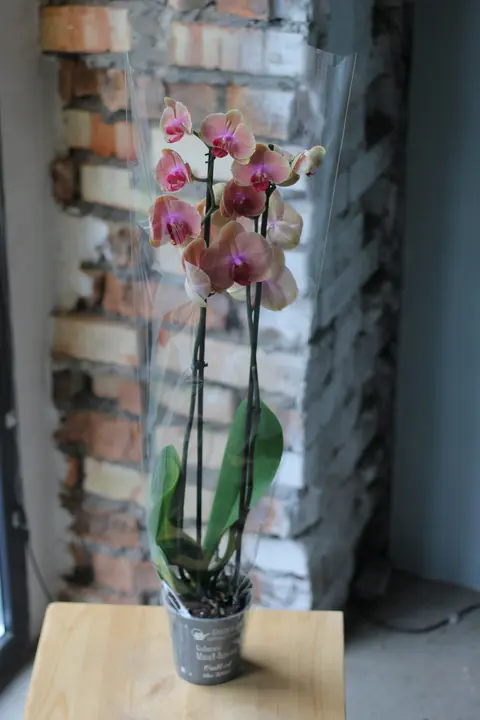 Фаленопсис VIP / Phalaenopsis