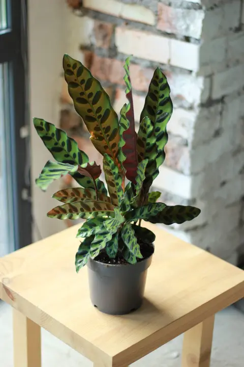 Калатея лансифолия / Calathea lancifolia