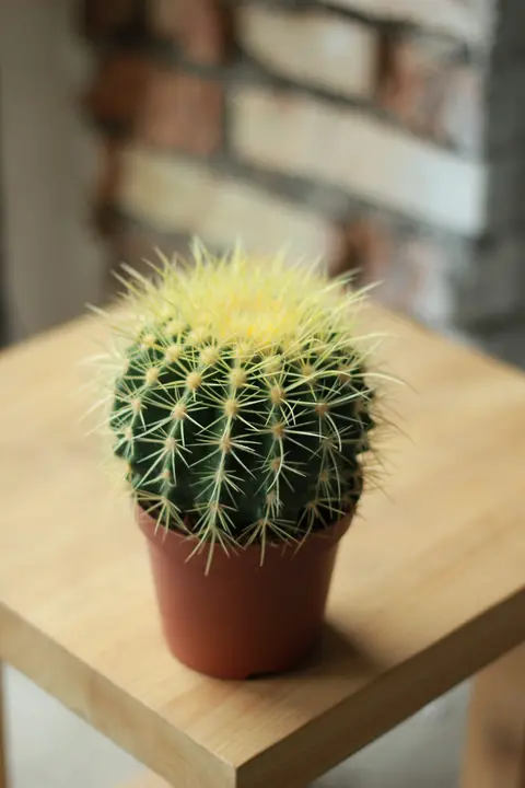 Эхинокактус / Echinocactus