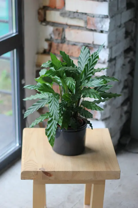 Калатея / Calathea 50 см