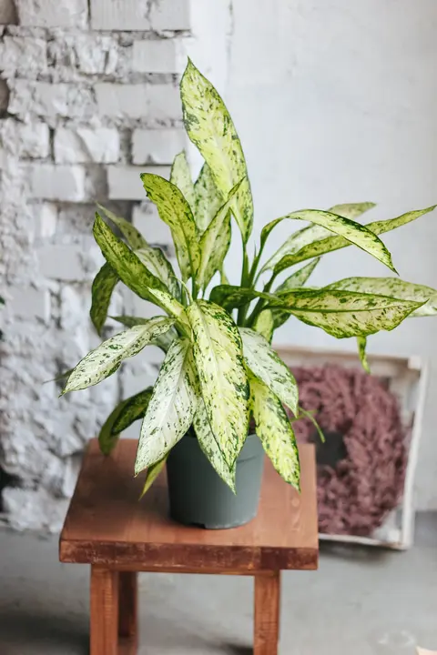 Диффенбахия Везувий / Dieffenbachia Vesuvius 75 см