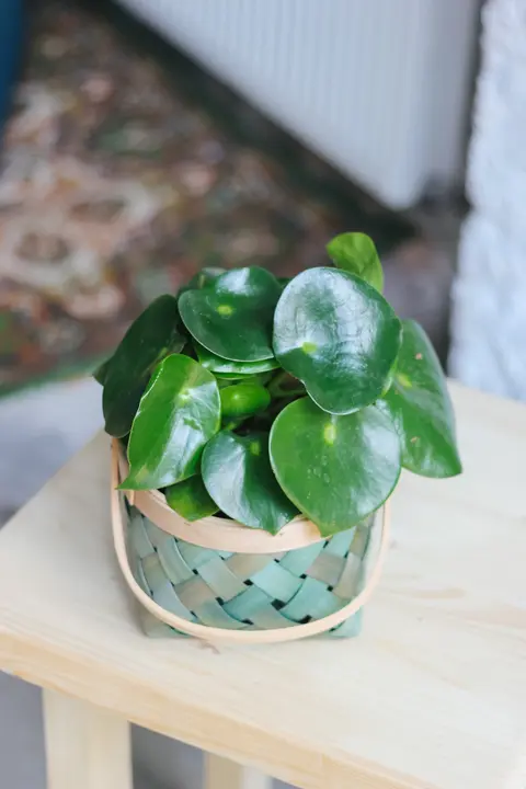 Пеперомия / Peperomia serpens