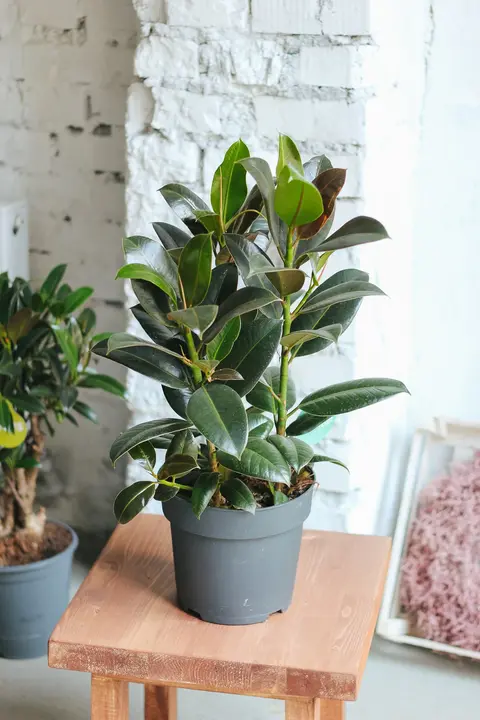 Фикус Мелани / Ficus elastica Melany 62 см