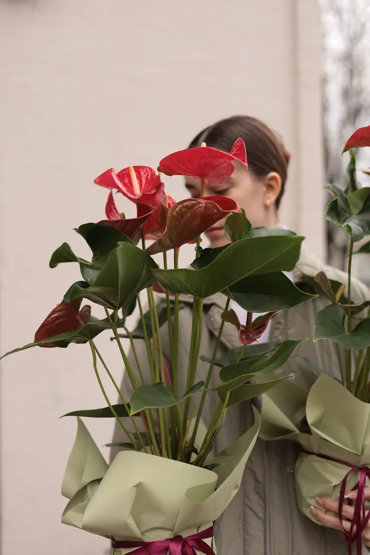 Антуриум / Anthurium