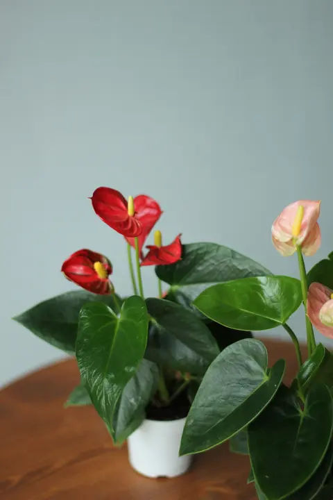 Антуриум / Anthurium