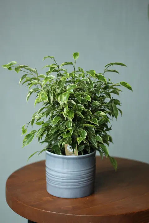 Фикус Кинки / Ficus Kinky