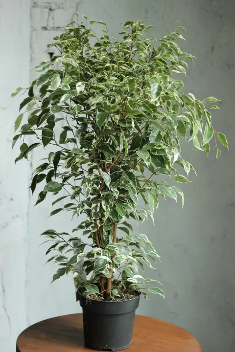 Фикус Бенджамина / Ficus Benjamina 18 см