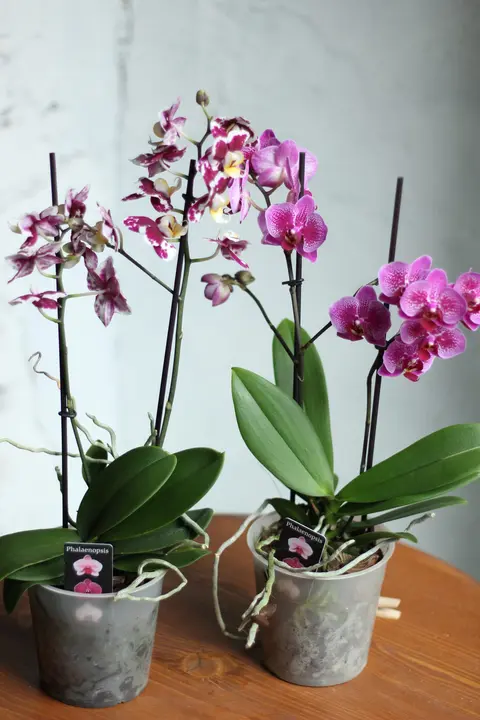 Фаленопсис мультифлора / Phalaenopsis