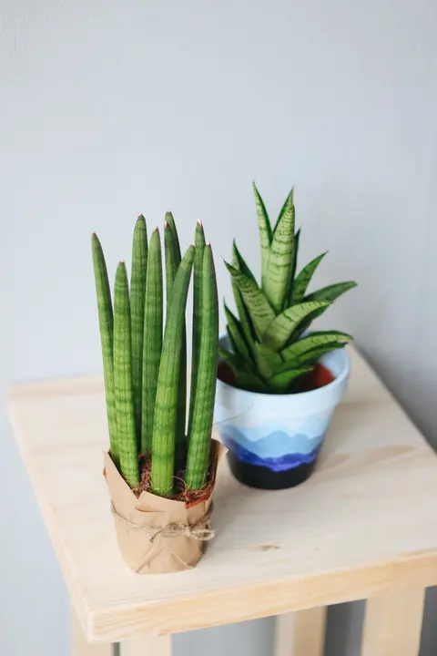 Сансевиерия цилиндрика / Sansevieria cylindrica