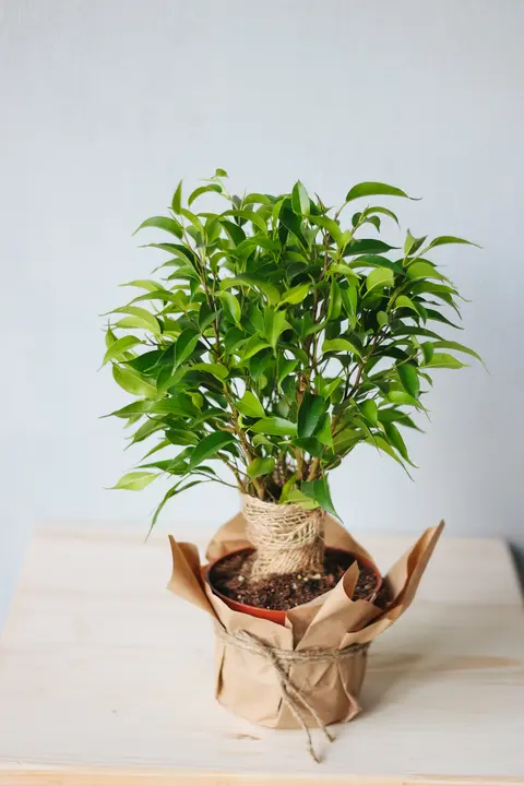 Фикус Бенджамина Наташа / Ficus Natasja