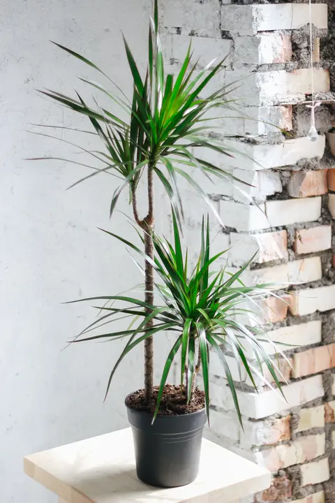 Драцена / Dracaena