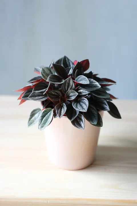 Пеперомия / Peperomia