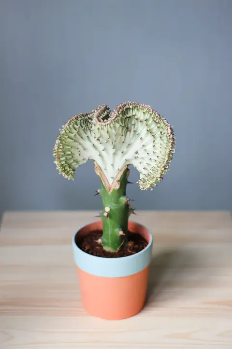 Эуфорбия Лактея Кристата/ Euphorbia Lactea f. Cristata