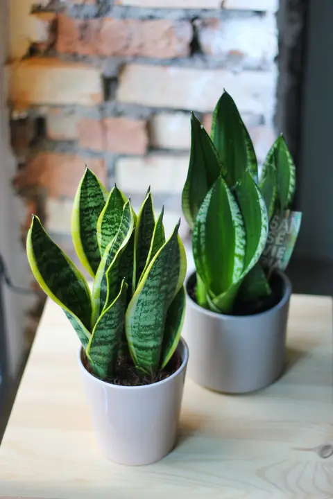 Сансевие́рия / Sansevieria