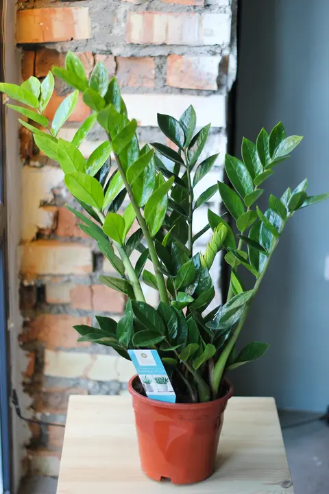 Замиокулькас / Zamioculcas