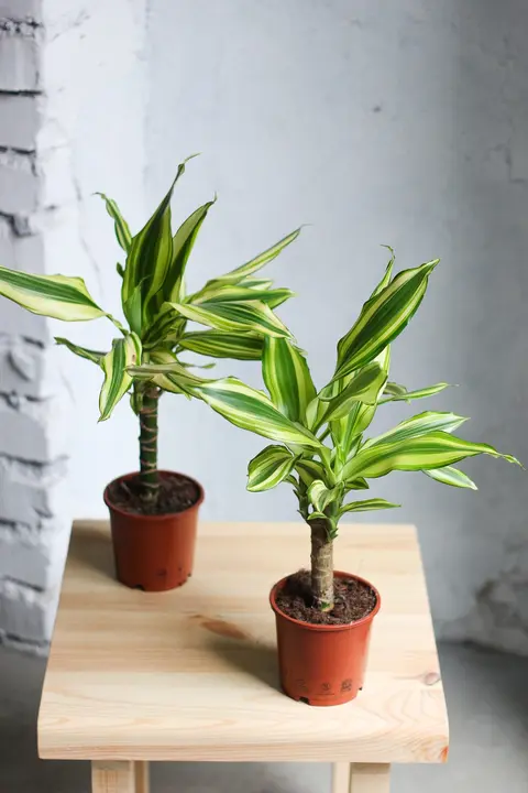 Драцена Фрагранс Еллоу Кост / Dracaena Fragrans Yellow Coast