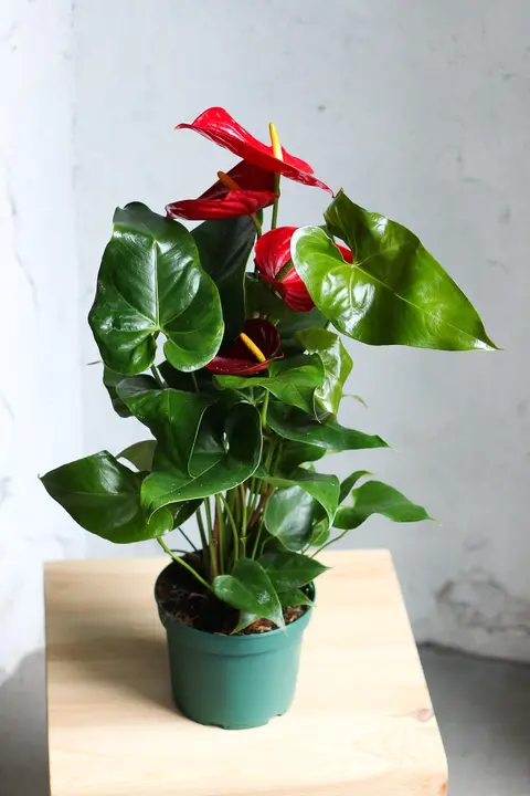 Антуриум / Anthurium 65 см