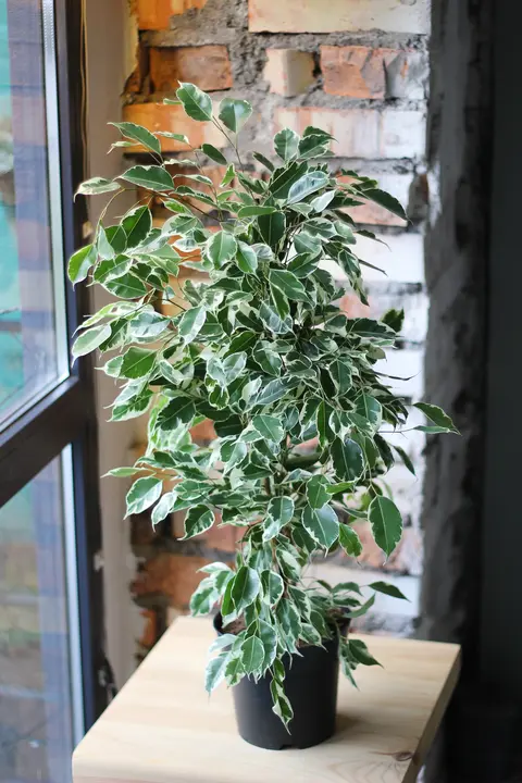 Фикус Бенджамина / Ficus Benjamina 70 см