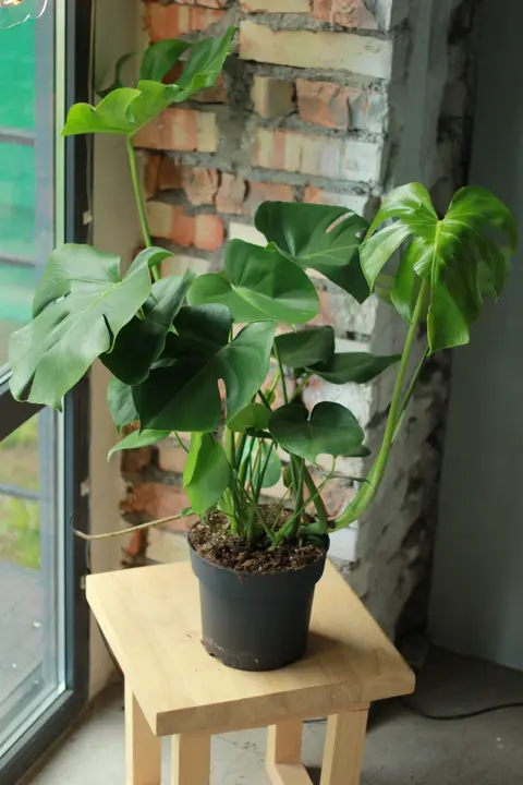 Монстера / Monstera