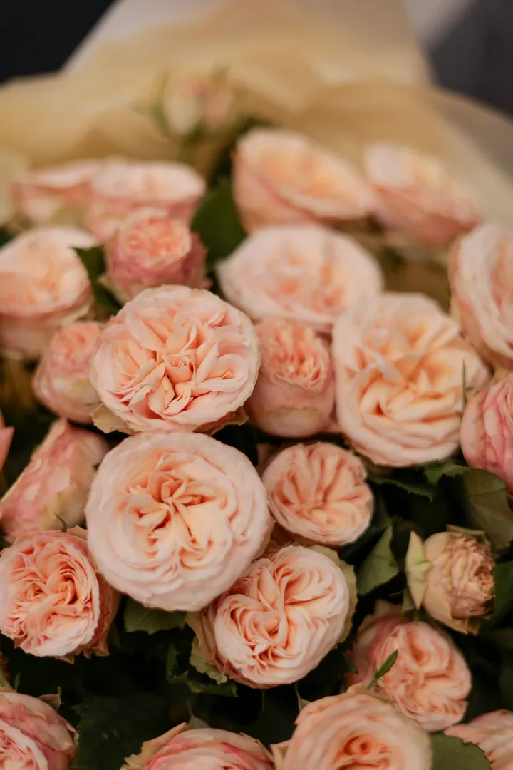 Монобукет из пионовидных кустовых Роз Джентл Трендсеттер #3