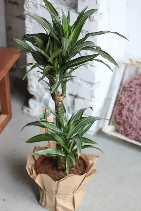 Драцена Варнески / Dracaena Warneckii