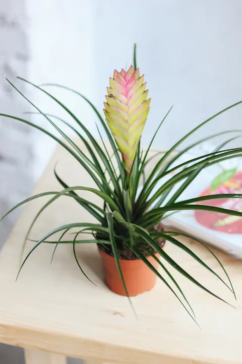 Тилландсия Дуера / Tillandsia dyeriana